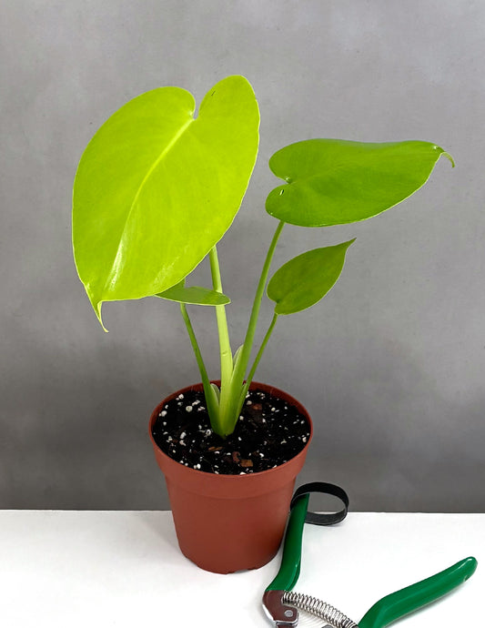 Monstera Deliciosa Golden - Plant Proper - 4" Pot