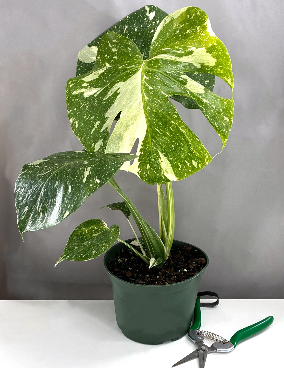 Monstera Thai Constellation - Plant Proper -  6" Pot