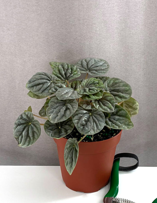 Peperomia Silver Ripple - Plant Proper - 4" Pot