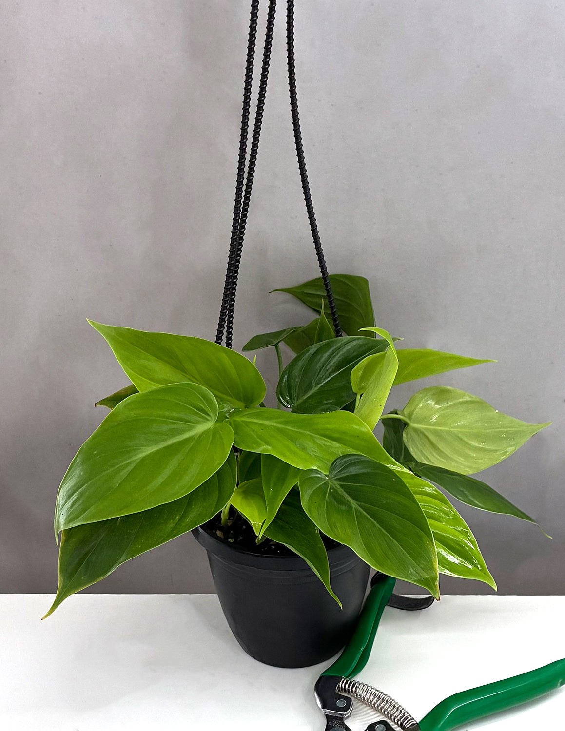 Philodendron Micans Green Form - Plant Proper - 4" Hanging Basket