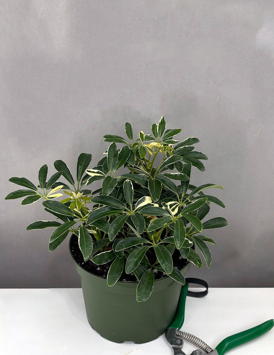 Plant Proper - Schefflera Moondrop - 6" Pot
