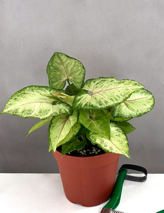 Syngonium Berry Allusion - Plant Proper - 4" Pot