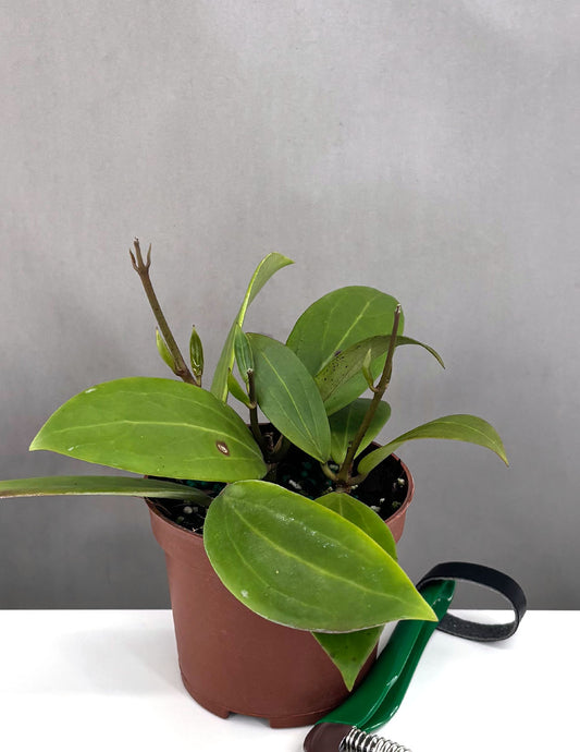 Hoya Bhutanica - Plant Proper - 3" Pot