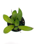 Hoya Tomataensis Overhead - Plant Proper - 4" Pot