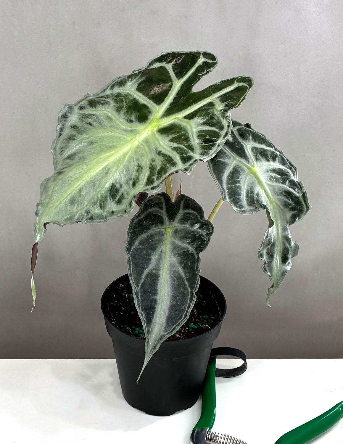 Alocasia Venom | Houseplants | Always Affordable at Plant Proper