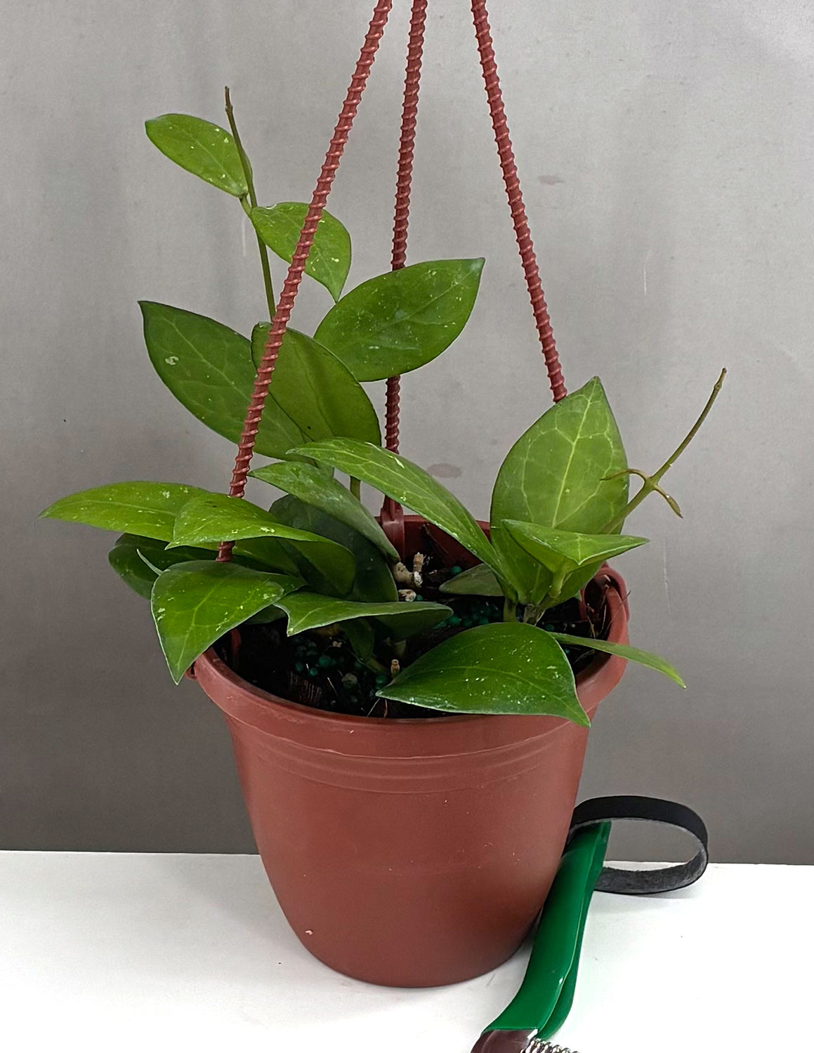 Hoya Sunshine MB 1594 | Wax Plant | Always Affordable at Plant Proper