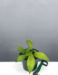 Hoya Tomataensis - Plant Proper - 4" Pot