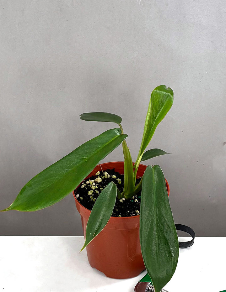 Philodendron Joepii | Houseplants