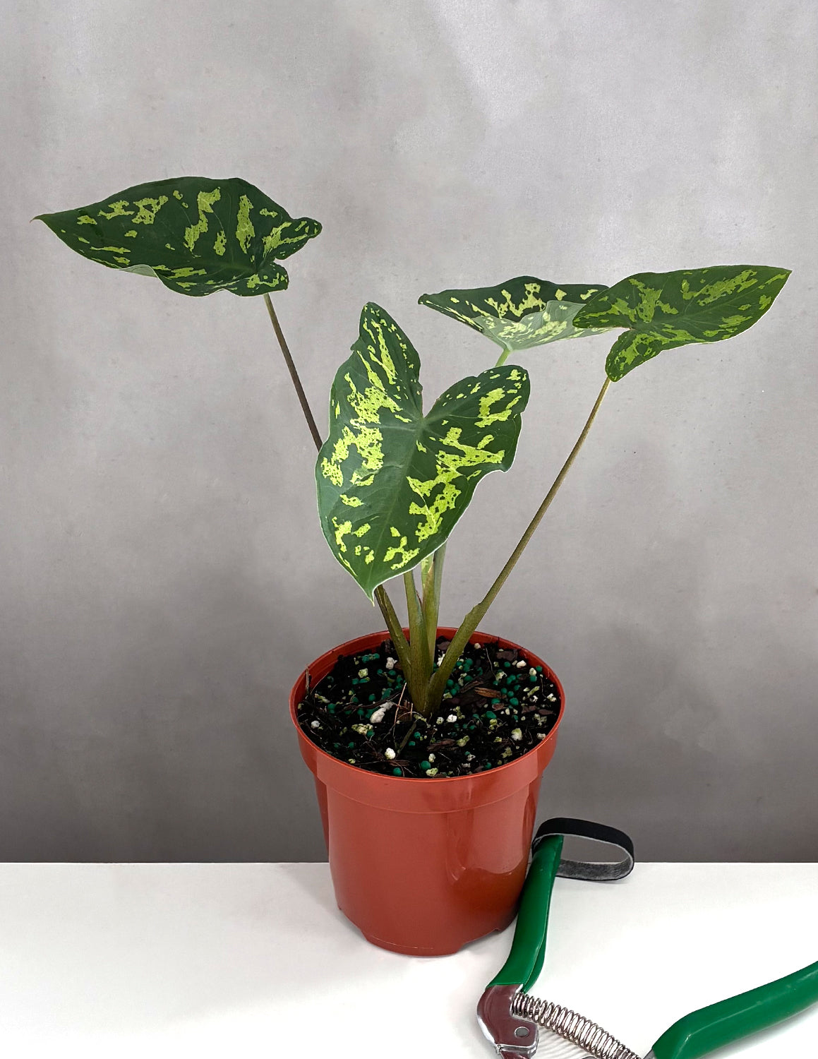 Alocasia Hilo Beauty - Plant Proper - 4" Pot
