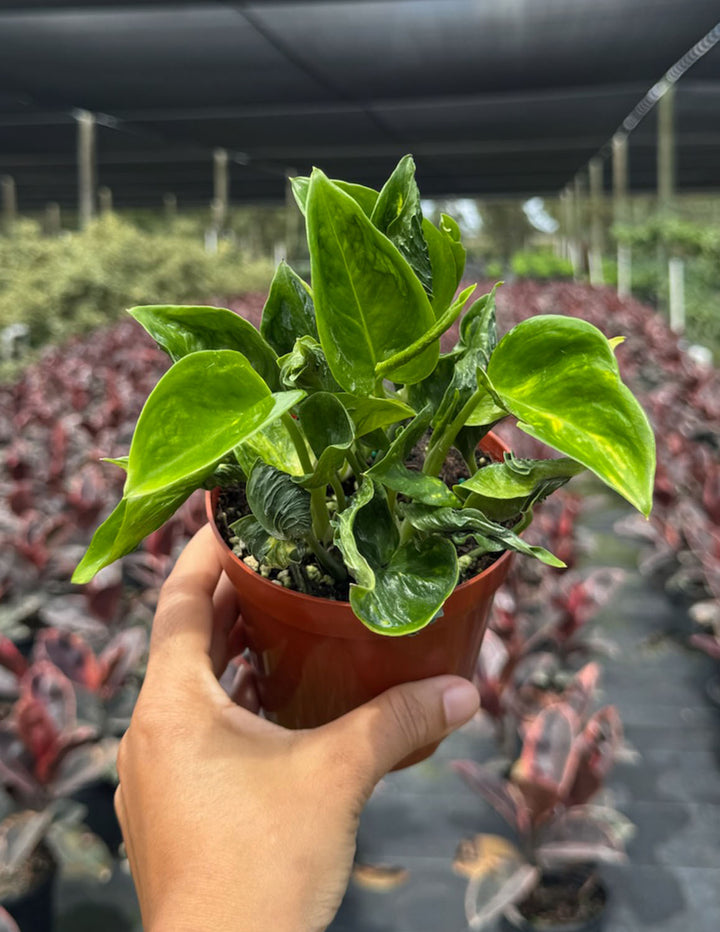 Pothos Shangri La Houseplants