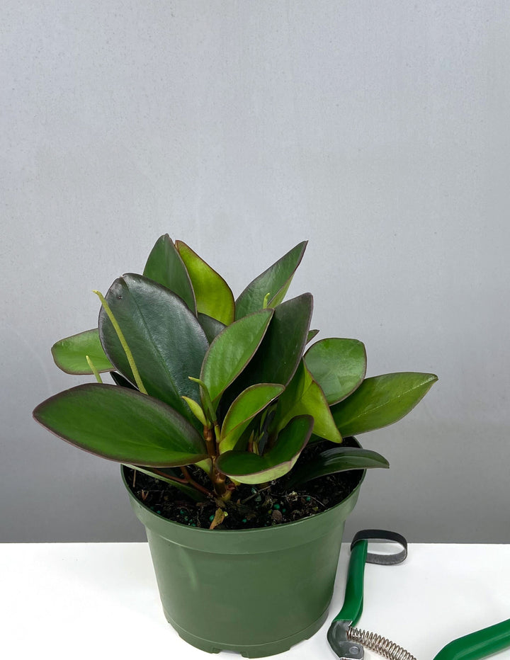 red leaves house plant Red Edge Peperomia | Houseplants