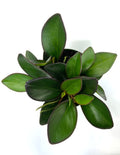 Red Edge Peperomia - Plant Proper - Overview