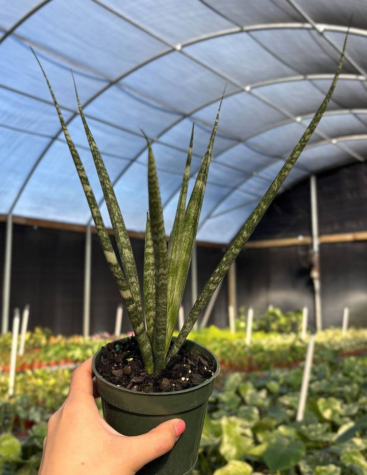 sansevieria bacularis mikado Sansevieria Mikado | Snake Plant