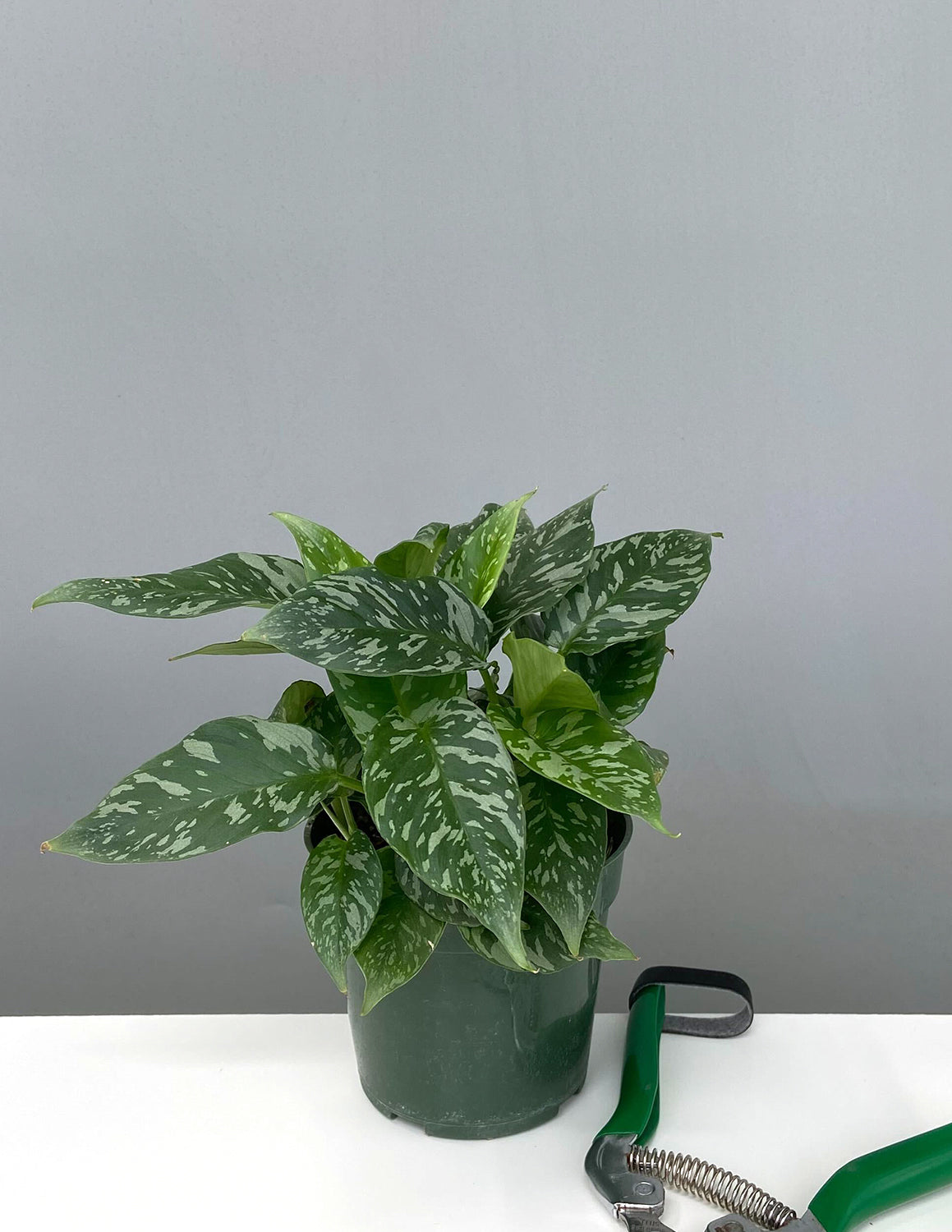 その他観葉植物 schismatoglottis ciliata variegated schismatoglottis ciliata variegated - メルカリ