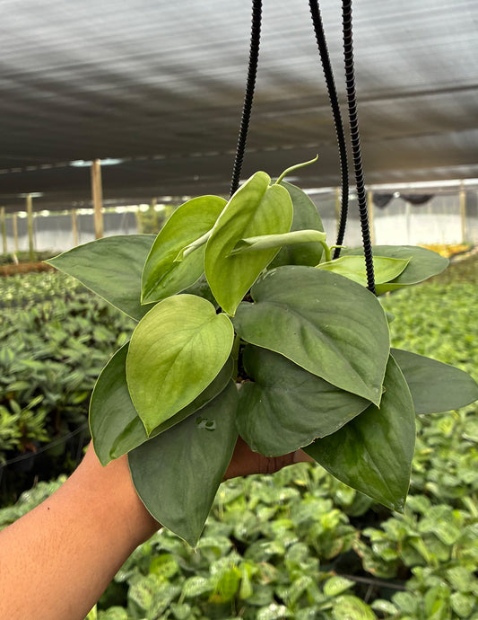 Scindapsus Jade Satin