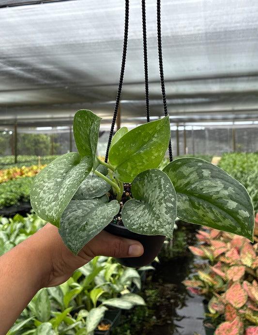 Scindapsus Silver Queen