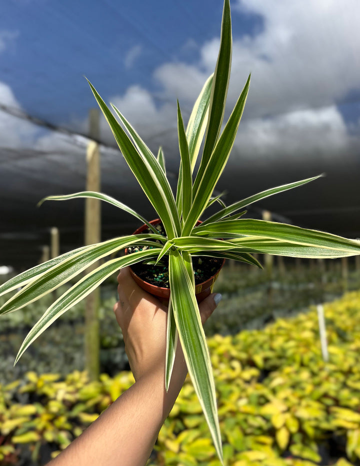reverse spider plant vs spider plant Spider Plant Reverse Variegated | Houseplant