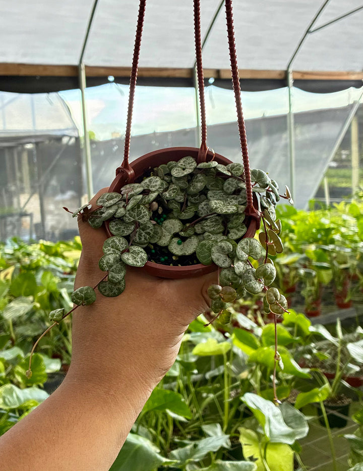 hanging hearts plant String of Hearts | Houseplants