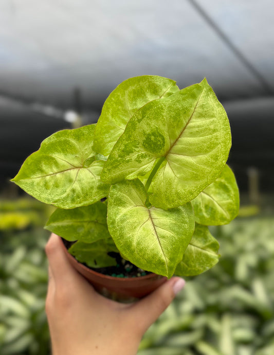 Syngonium Gold Allusion