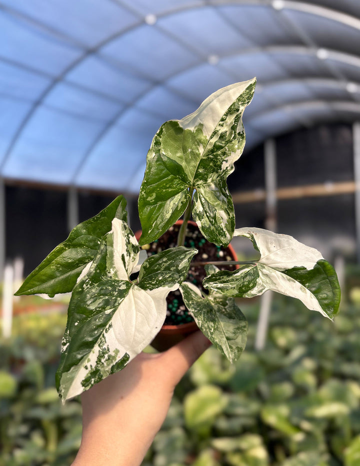 syngonium albo variegata Syngonium Albo | Arrowhead Plant