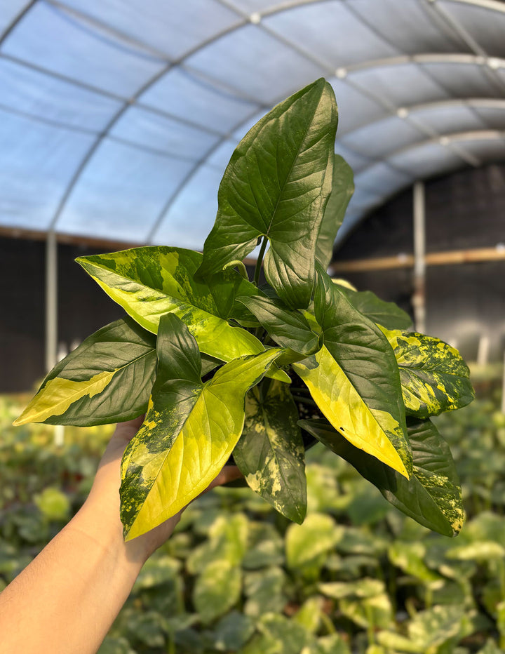 Syngonium Aurea | Arrowhead Plant