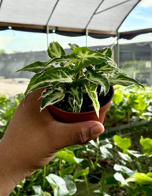 Syngonium Starlite