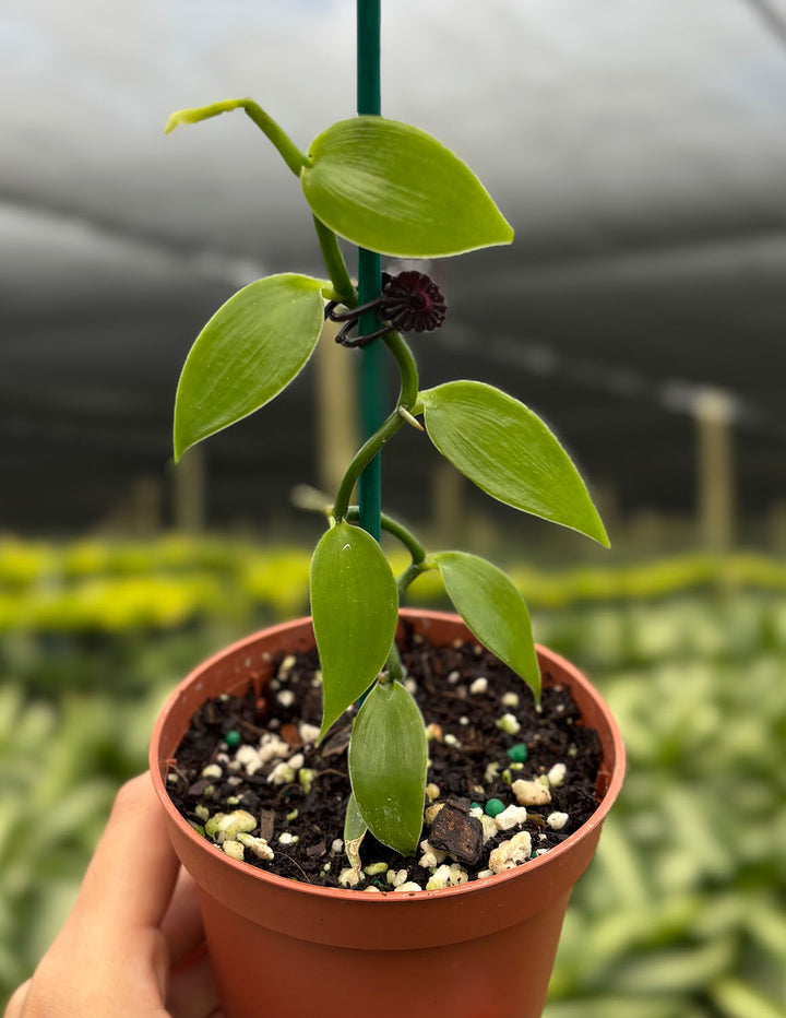 Vanilla Orchid