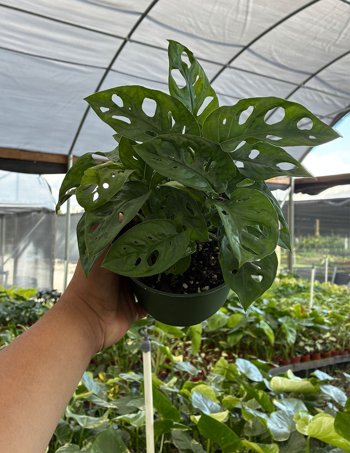 Monstera Adansonii | Swiss Cheese Vine Plant