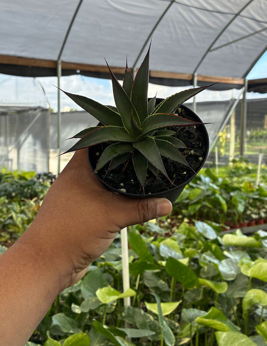 Agave Blue Glow