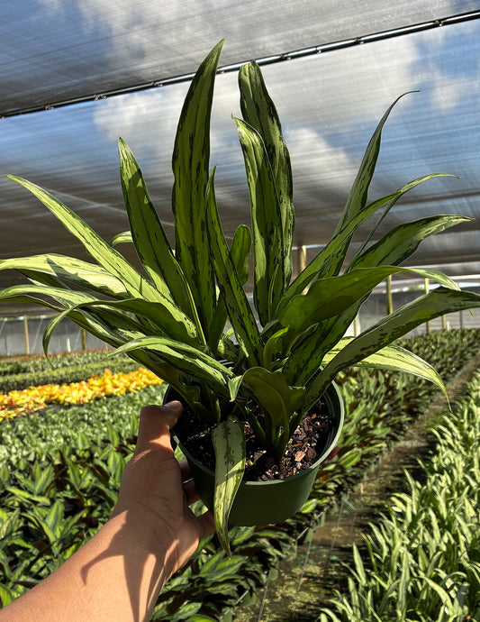 Aglaonema Cutlass