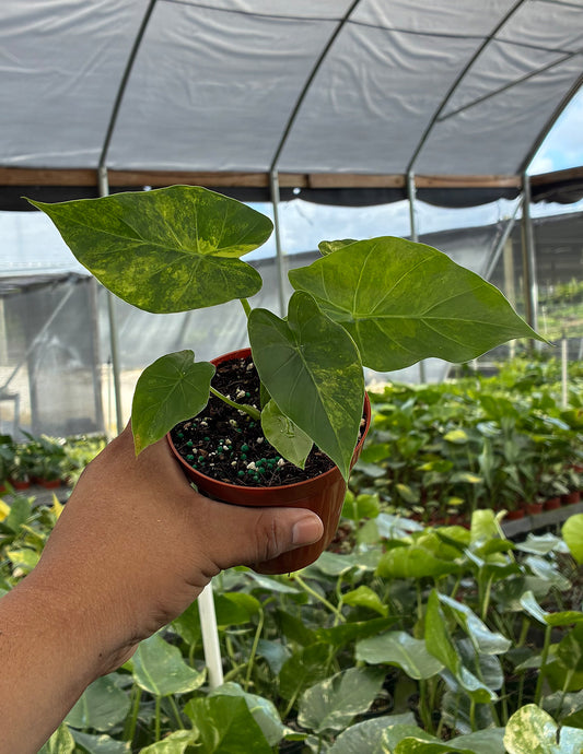 Alocasia Aurea