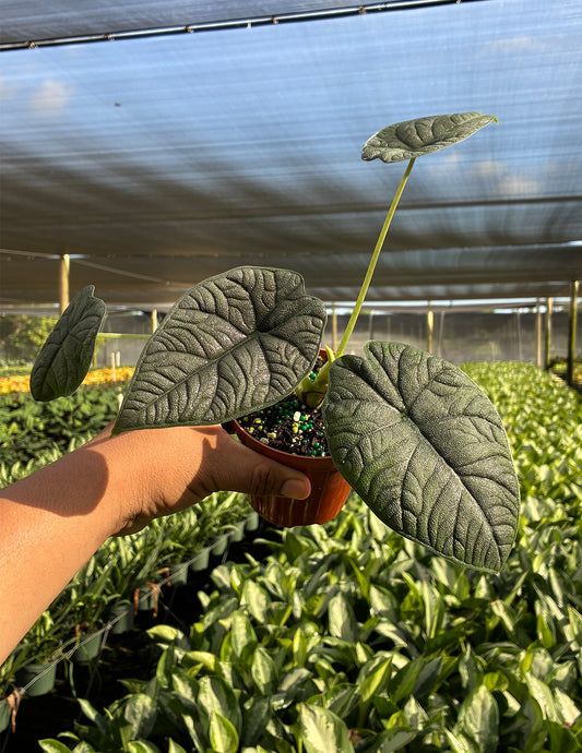 Alocasia Melo