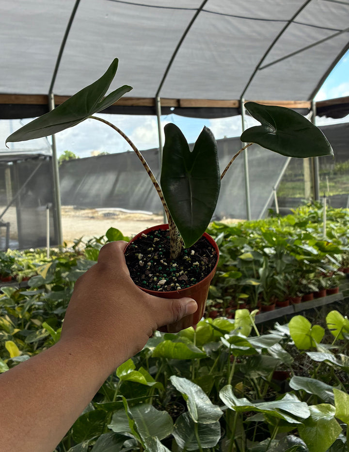 Alocasia Zebrina | Houseplants