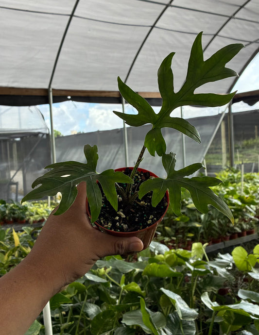 Alocasia Brancifolia Pink Passion