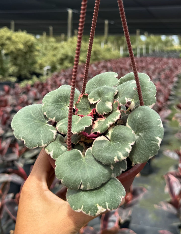 strawberry begonia hanging plant Strawberry Begonia