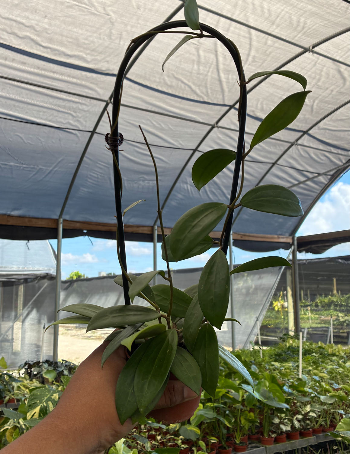 Hoya Bhutanica | Houseplants | Always Affordable at Plant Proper