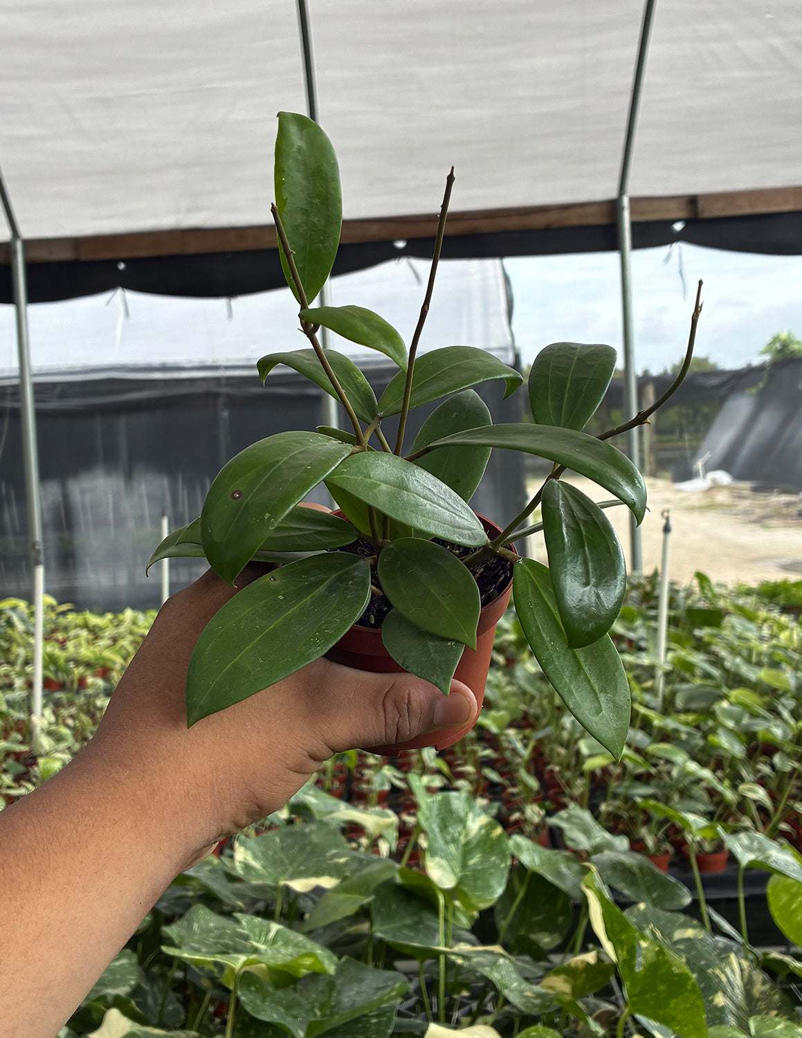 Hoya Bhutanica | Houseplants | Always Affordable at Plant Proper