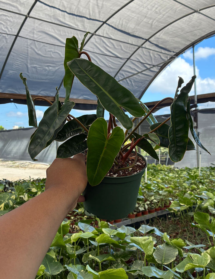 philodendron billietiae climber or crawler Philodendron Billietiae | Houseplants