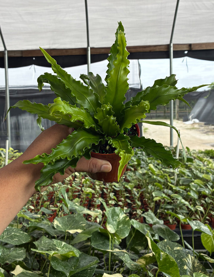 Bird's Nest Fern | Houseplant