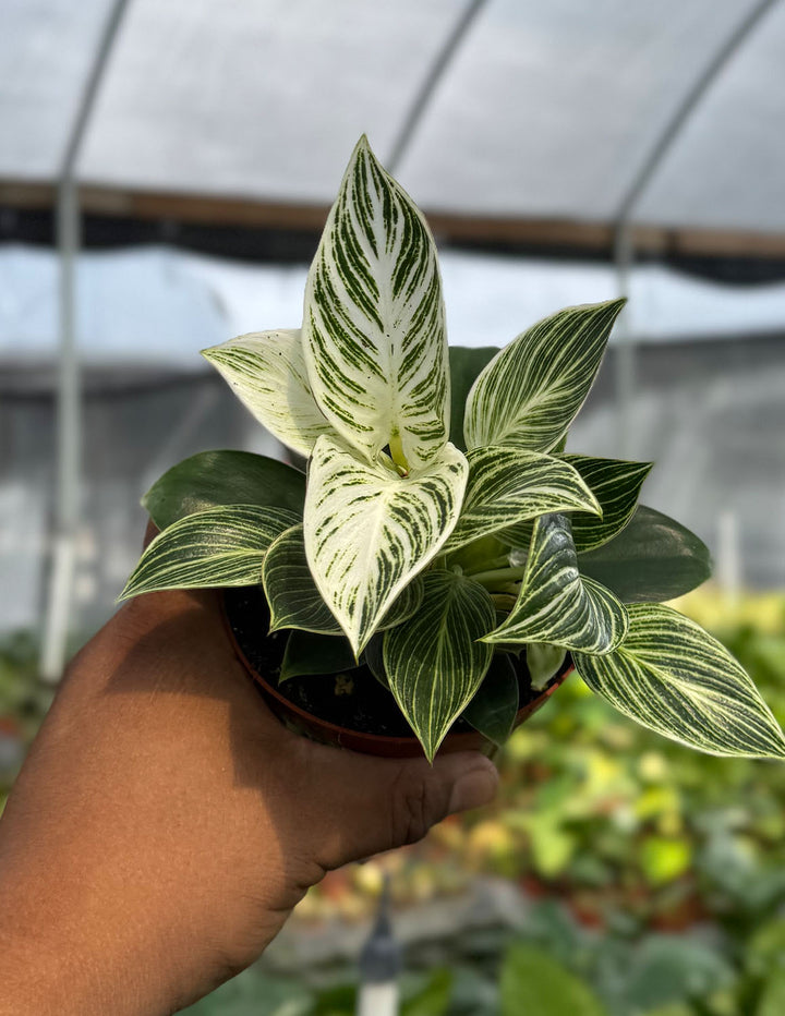 philodendron birkin plant for sale Philodendron Birkin | Houseplants