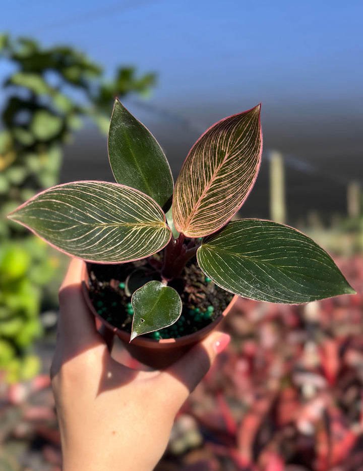 philodendron birkin red Philodendron Birkin Pink | Houseplants