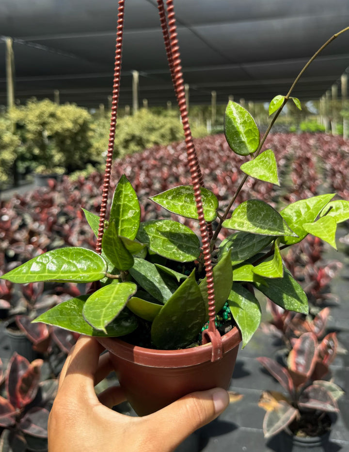 hoya fusco marginata splash Hoya Parasitica Black Margin Splash | Wax Plant