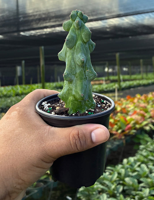 Boobie Cactus