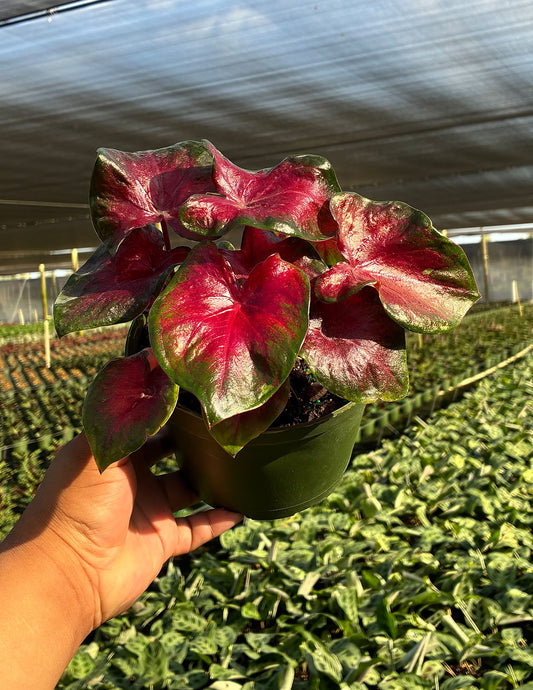 Caladium Bicolor Red Heart