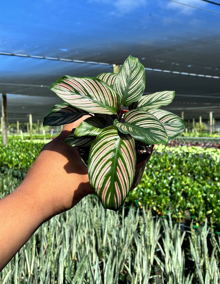 Calathea White Star | Houseplant