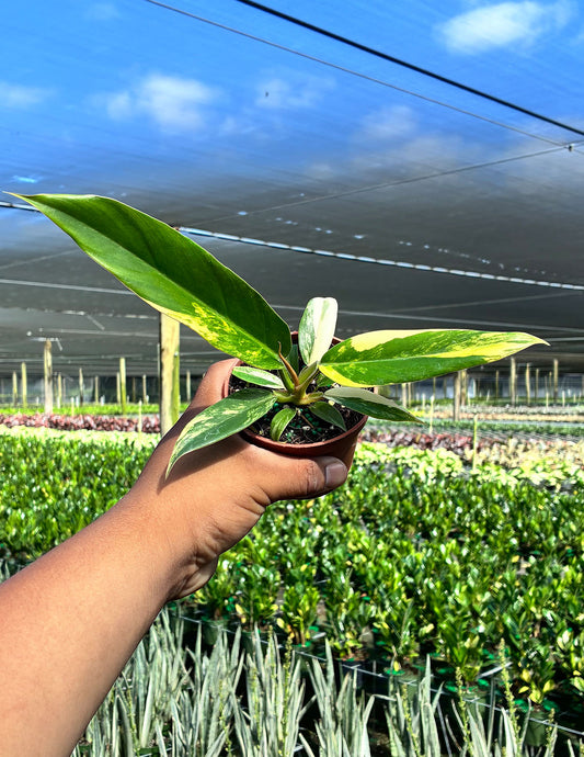 Philodendron Caramel Marble