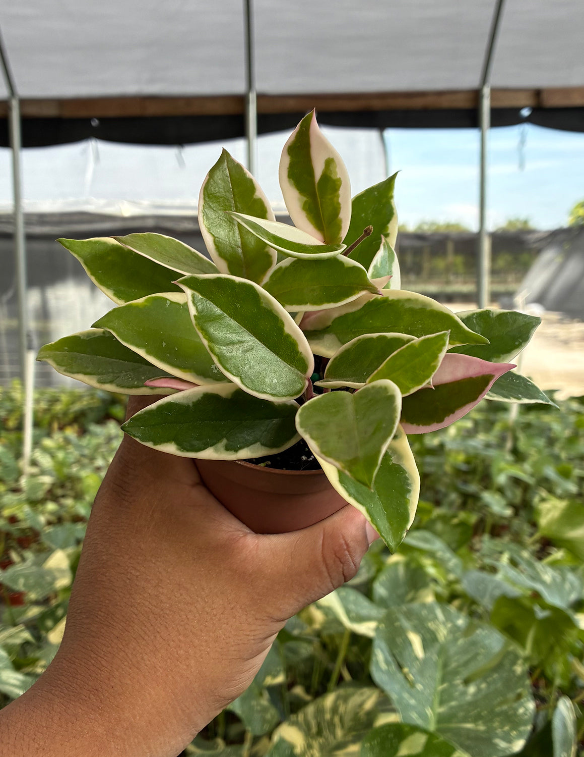 Hoya Carnosa Flamingo Dream | House Plants | Always Affordable at
