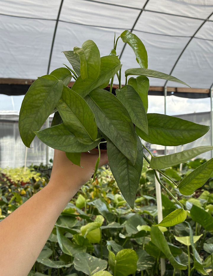 cebu blue pothos for sale philippines Epipremnum Cebu Blue Houseplants