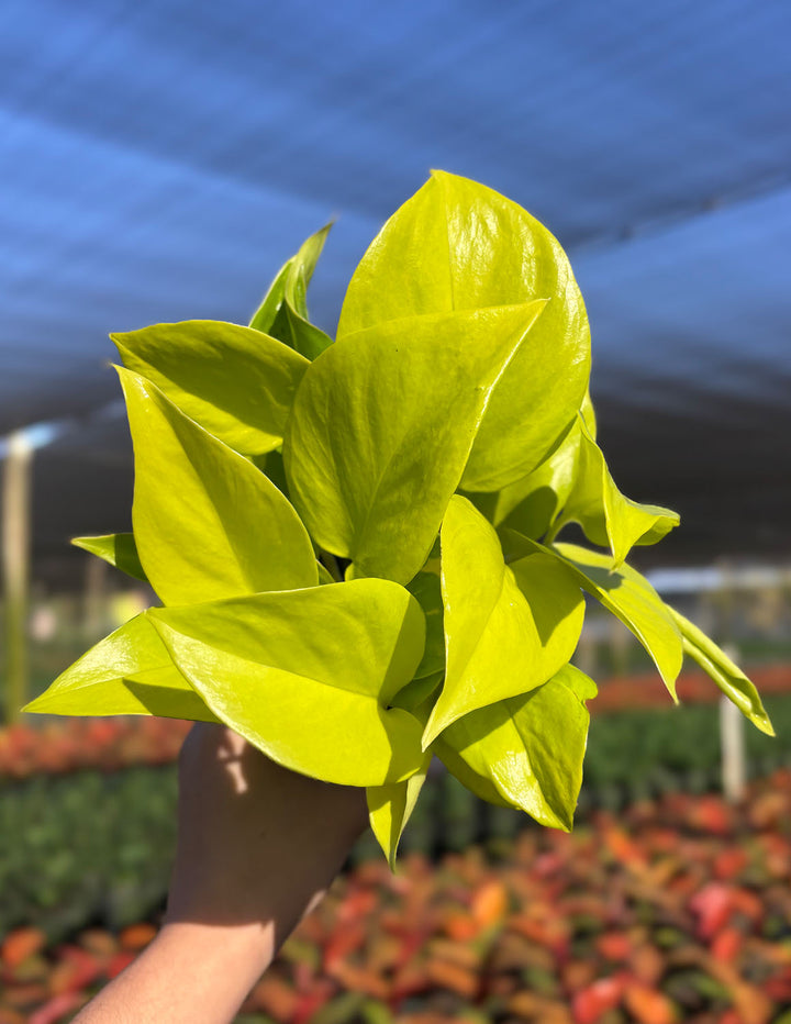 pothos champs elysees Epipremnum Champs Elysees | Houseplants