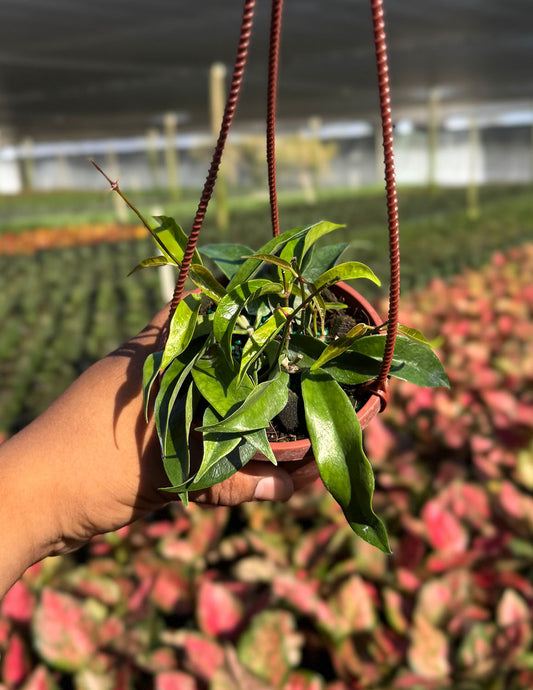 Hoya Chlorantha